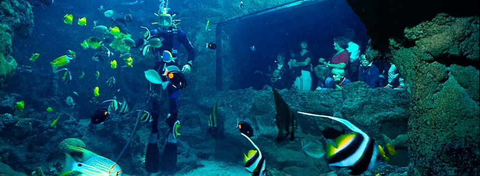 Aquarium Brittany